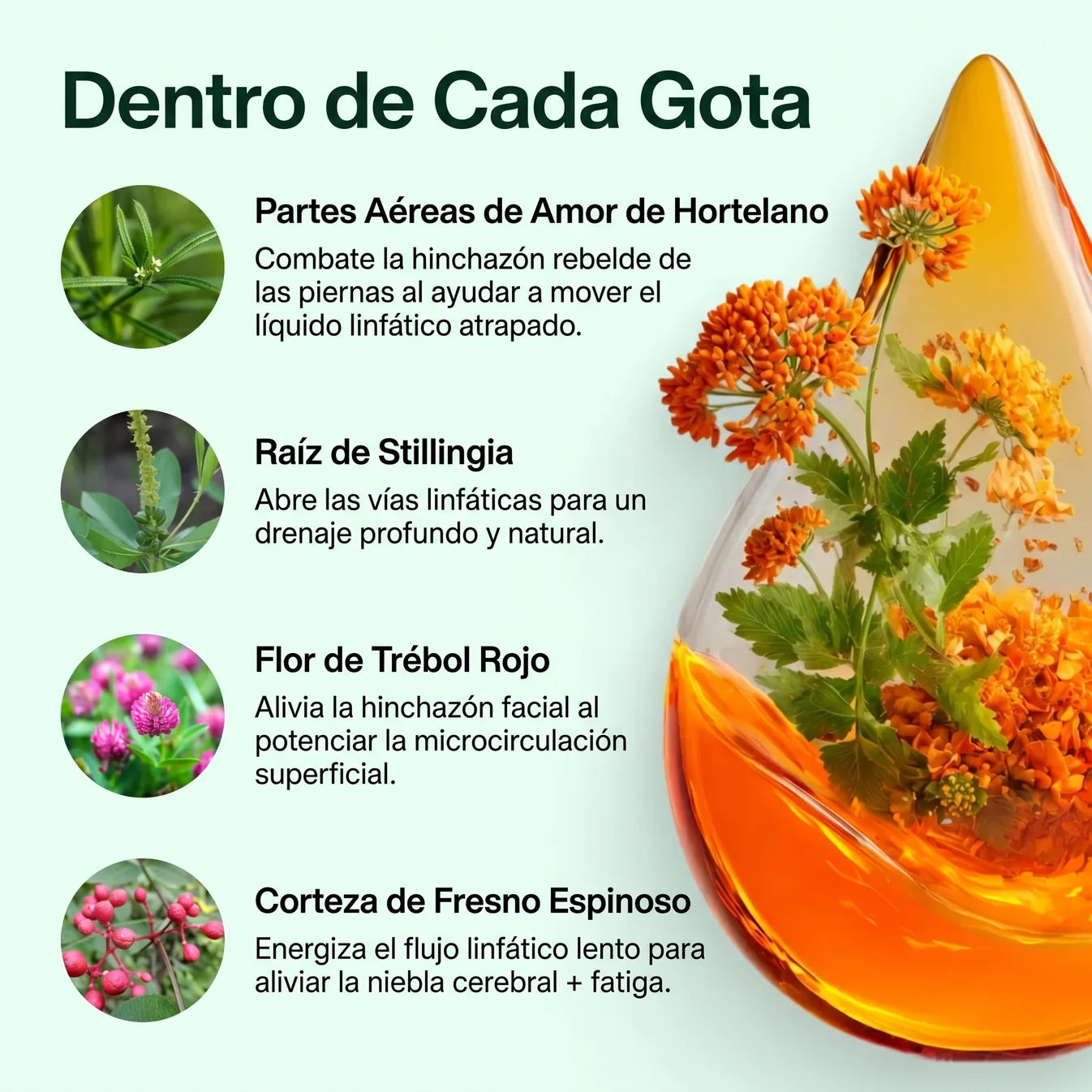 Drenaje Linfático Drenova — Gotas Naturales